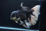 Giant Thai Oranda  Panda 8.5 Inch (ID#311To5b-123)