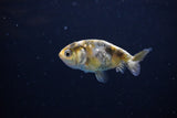 Baby Ranchu  Calico 2.5 Inch (ID#1115R9c-42) Free2Day SHIPPING