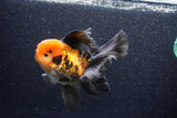 Thai Oranda  Tricolor 5 Inch (ID#1018To6b-118)