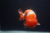 Jumbo Lionchu  Red White 5.5 Inch (ID#0107R12a-22)