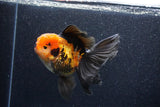 Thai Oranda  Tricolor 5 Inch (ID#1018To6b-118)