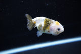 Baby Ranchu  Calico 2.5 Inch (ID#1115R9c-43) Free2Day SHIPPING