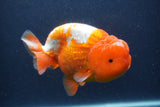 Jumbo Lionchu  Red White 5.5 Inch (ID#0107R12a-22)