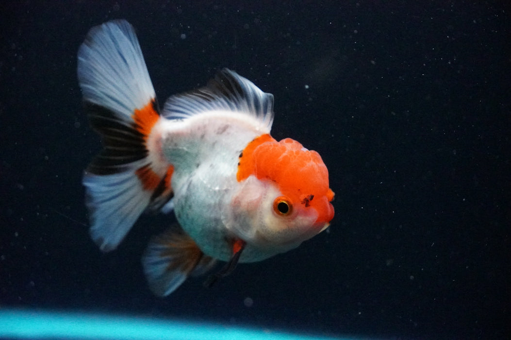 Thai Oranda  Tricolor 4 Inch (ID#1202T5b-82) Free2Day SHIPPING