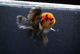 Thai Oranda  Tricolor 5 Inch (ID#1018To6b-118)