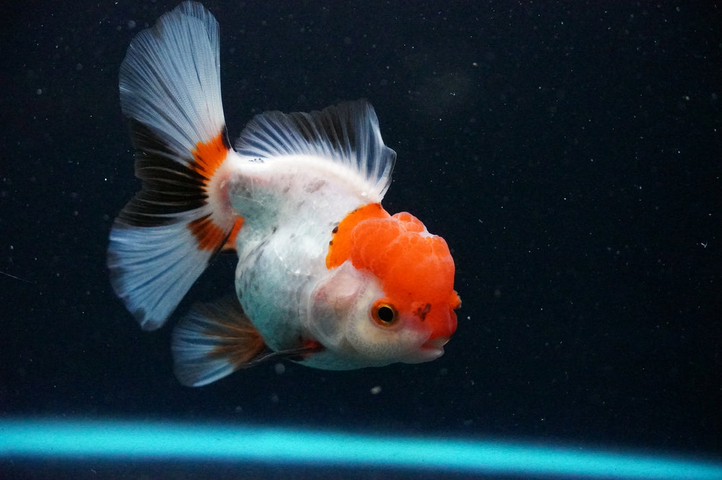 Thai Oranda  Tricolor 4 Inch (ID#1202T5b-82) Free2Day SHIPPING