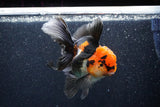 Thai Oranda  Tricolor 5 Inch (ID#1018To6c-118)