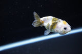 Baby Ranchu  Calico 2.5 Inch (ID#1115R9c-43) Free2Day SHIPPING