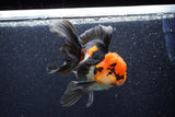 Thai Oranda  Tricolor 5 Inch (ID#1018To6c-118)