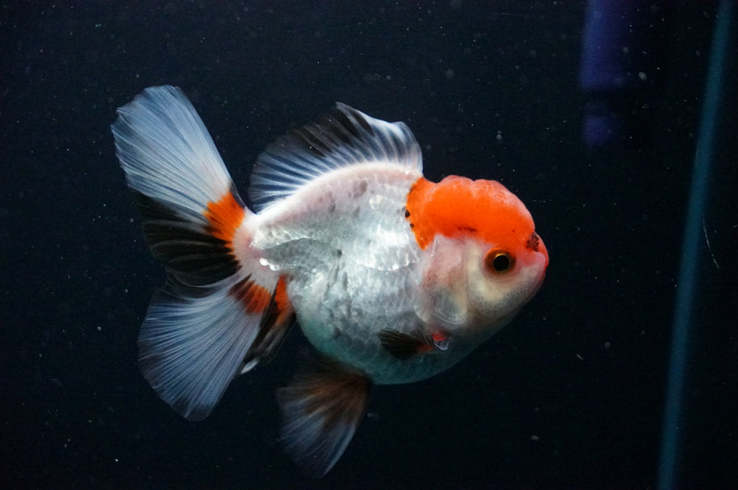 Thai Oranda  Tricolor 4 Inch (ID#1202T5b-82) Free2Day SHIPPING