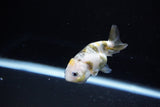 Baby Ranchu  Calico 2.5 Inch (ID#1115R9c-43) Free2Day SHIPPING