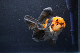 Thai Oranda  Tricolor 5 Inch (ID#1018To6c-118)