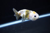 Baby Ranchu  Calico 2.5 Inch (ID#1115R9c-43) Free2Day SHIPPING