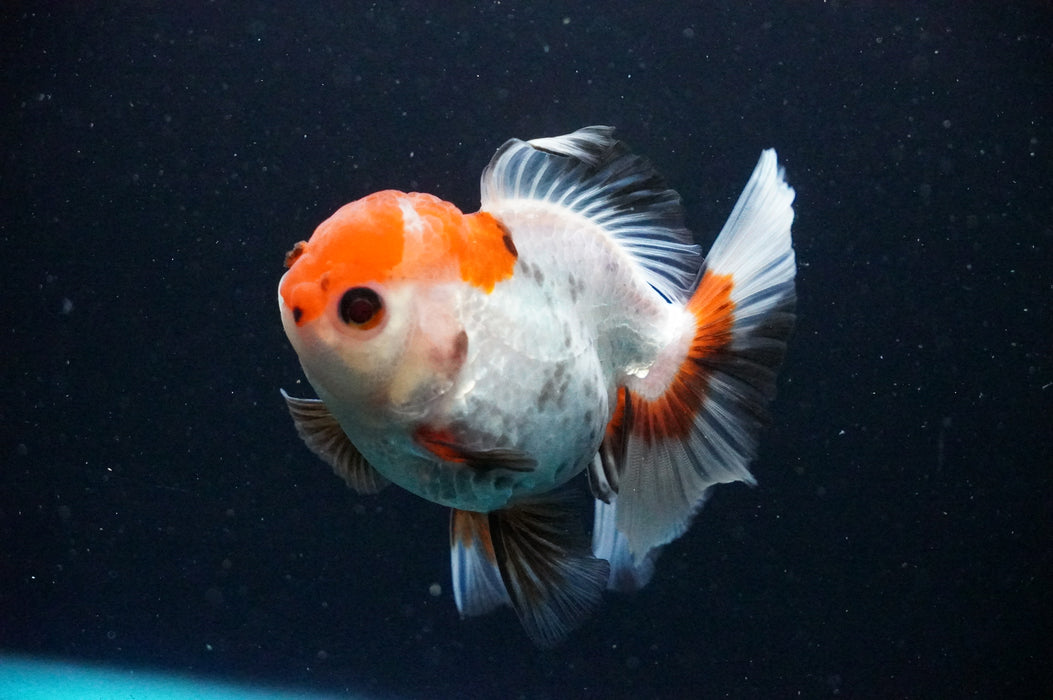 Thai Oranda  Tricolor 4 Inch (ID#1202T5b-82) Free2Day SHIPPING