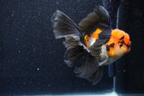 Thai Oranda  Tricolor 5 Inch (ID#1018To6c-118)