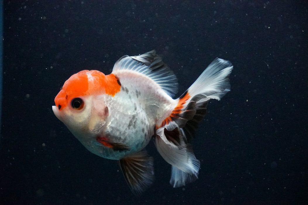 Thai Oranda  Tricolor 4 Inch (ID#1202T5b-82) Free2Day SHIPPING