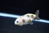 Baby Ranchu  Calico 2.5 Inch (ID#1115R9c-43) Free2Day SHIPPING