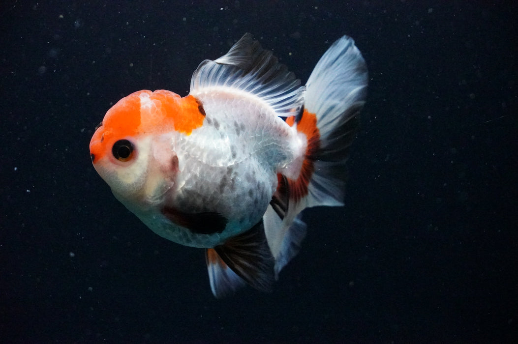 Thai Oranda  Tricolor 4 Inch (ID#1202T5b-82) Free2Day SHIPPING