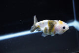 Baby Ranchu  Calico 2.5 Inch (ID#1115R9c-43) Free2Day SHIPPING