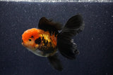 Thai Oranda  Tricolor 5 Inch (ID#1018To6b-118)