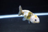 Baby Ranchu  Calico 2.5 Inch (ID#1115R9c-43) Free2Day SHIPPING