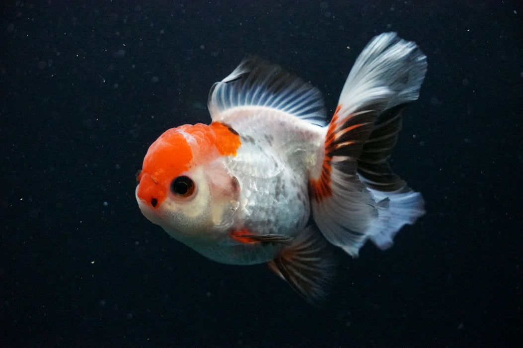 Thai Oranda  Tricolor 4 Inch (ID#1202T5b-82) Free2Day SHIPPING
