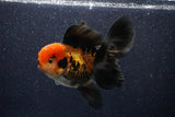 Thai Oranda  Tricolor 5 Inch (ID#1018To6b-118)