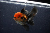 Thai Oranda  Tricolor 5 Inch (ID#1018To6b-118)