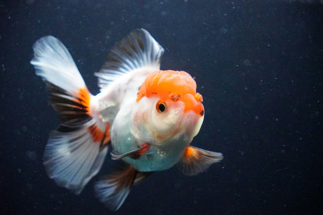 Thai Oranda  Tricolor 4 Inch (ID#1202T5b-82) Free2Day SHIPPING