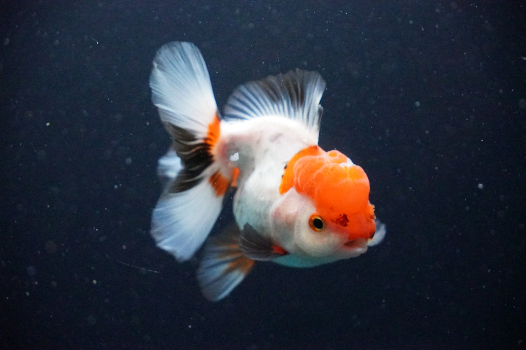 Thai Oranda  Tricolor 4 Inch (ID#1202T5b-82) Free2Day SHIPPING