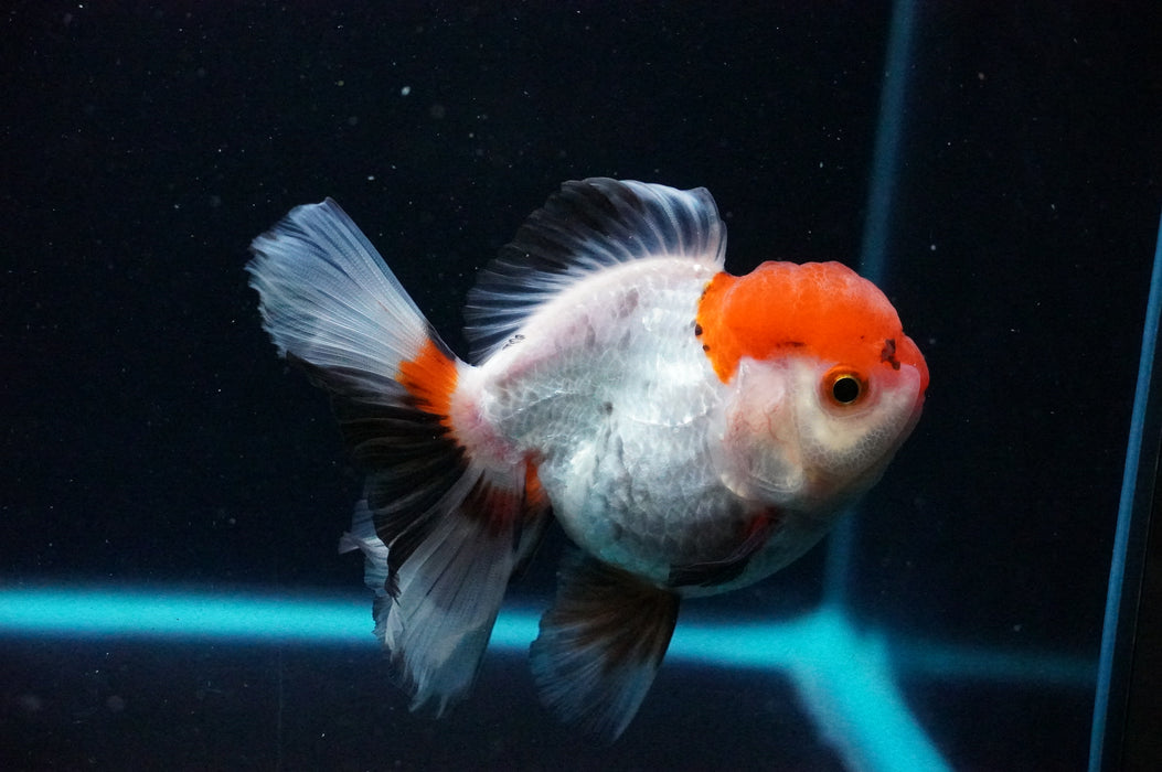 Thai Oranda  Tricolor 4 Inch (ID#1202T5b-82) Free2Day SHIPPING