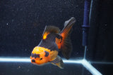 Thai Oranda  Tricolor 5.5 Inch (ID#1018To6c-119)