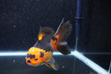 Thai Oranda  Tricolor 5.5 Inch (ID#1018To6b-119)