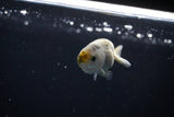 Baby Ranchu  Calico 2.5 Inch (ID#1115R9c-44) Free2Day SHIPPING