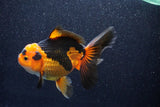 Thai Oranda  Tricolor 5.5 Inch (ID#1018To6c-119)