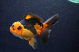 Thai Oranda  Tricolor 5.5 Inch (ID#1018To6c-119)