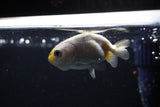 Baby Ranchu  Calico 2.5 Inch (ID#1115R9c-44) Free2Day SHIPPING