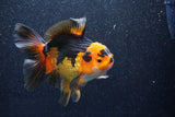 Thai Oranda  Tricolor 5.5 Inch (ID#1018To6c-119)