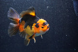 Thai Oranda  Tricolor 5.5 Inch (ID#1018To6c-119)