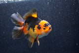 Thai Oranda  Tricolor 5.5 Inch (ID#1018To6c-119)