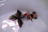 Butterfly  Calico 3 Inch (ID#0103B8b-38) Free2Day SHIPPING