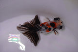 Butterfly  Calico 3 Inch (ID#0103B8b-38) Free2Day SHIPPING