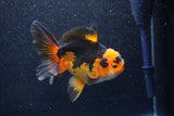 Thai Oranda  Tricolor 5.5 Inch (ID#1018To6c-119)