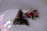 Butterfly  Calico 3 Inch (ID#0103B8b-38) Free2Day SHIPPING