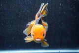 Thai Oranda  Tricolor 5.5 Inch (ID#1018To6c-120)