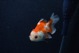 Baby Thai Oranda  Red White 3.5 Inch (ID#1210ToPTA-35) Free2Day SHIPPING