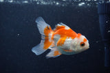 Baby Thai Oranda  Red White 3.5 Inch (ID#1210ToPTA-35) Free2Day SHIPPING