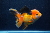 Thai Oranda  Tricolor 5.5 Inch (ID#1018To6c-120)