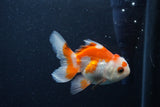 Baby Thai Oranda  Red White 3.5 Inch (ID#1210ToPTA-35) Free2Day SHIPPING