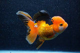 Thai Oranda  Tricolor 5.5 Inch (ID#1018To6b-120)